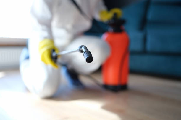 Mold Odor Removal Services in New York Mills, MN