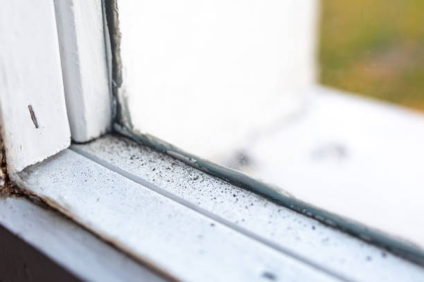 Best Commercial Mold Inspection  in New York Mills, MN