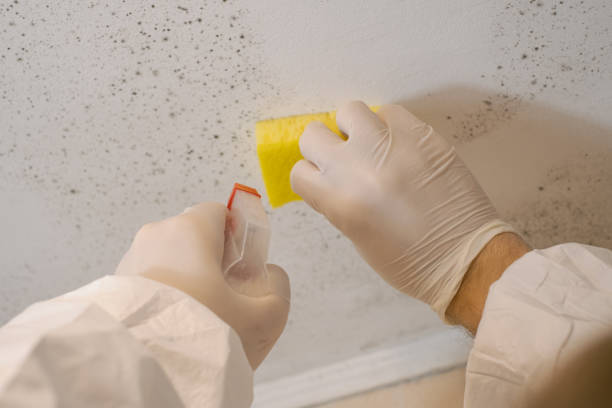 Mold Remediation for Vacation Homes in New York Mills, MN