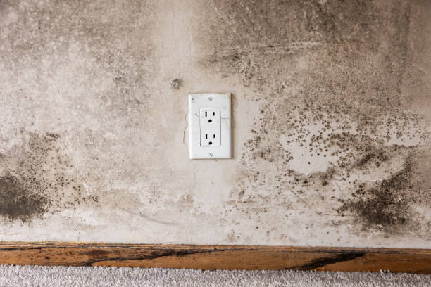 Best Industrial Mold Remediation  in New York Mills, MN