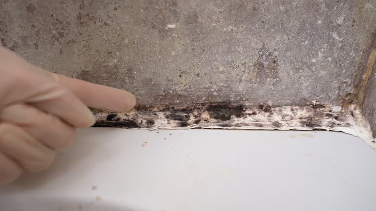  New York Mills, MN Mold Removal Pros